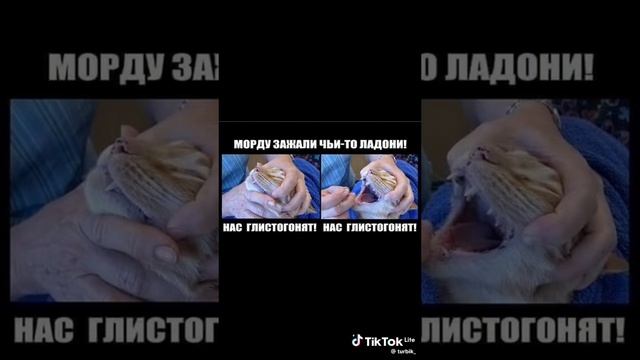 Морду зажали чьи-то ладони, нас глистогонят, нас глистогонят.