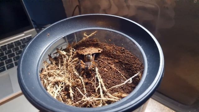 Trapdoor Spider catching prey in SLOW MOTION!! Liphistius ornatus