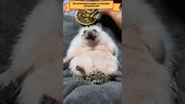 Кароль ЁЖ
