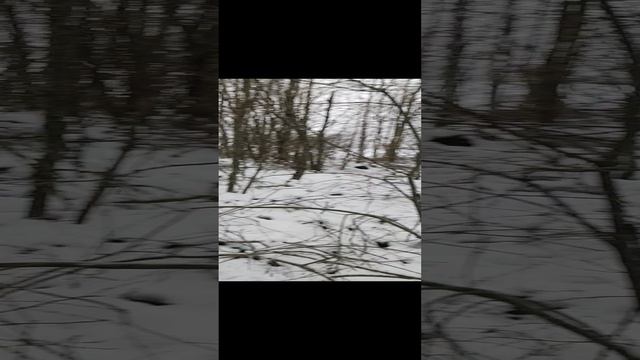 зимние дары лесаа