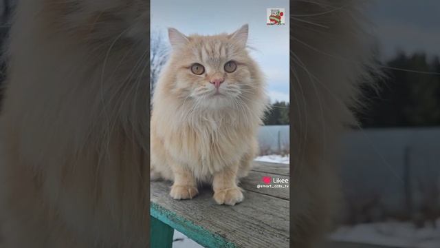 Будьте с теми кто заставляет Вас Улыбаться ❤️😻😃😽❤️
