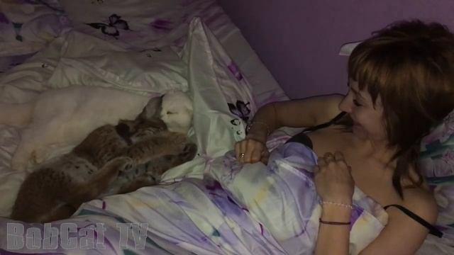 Siberian Lynx licking the cat