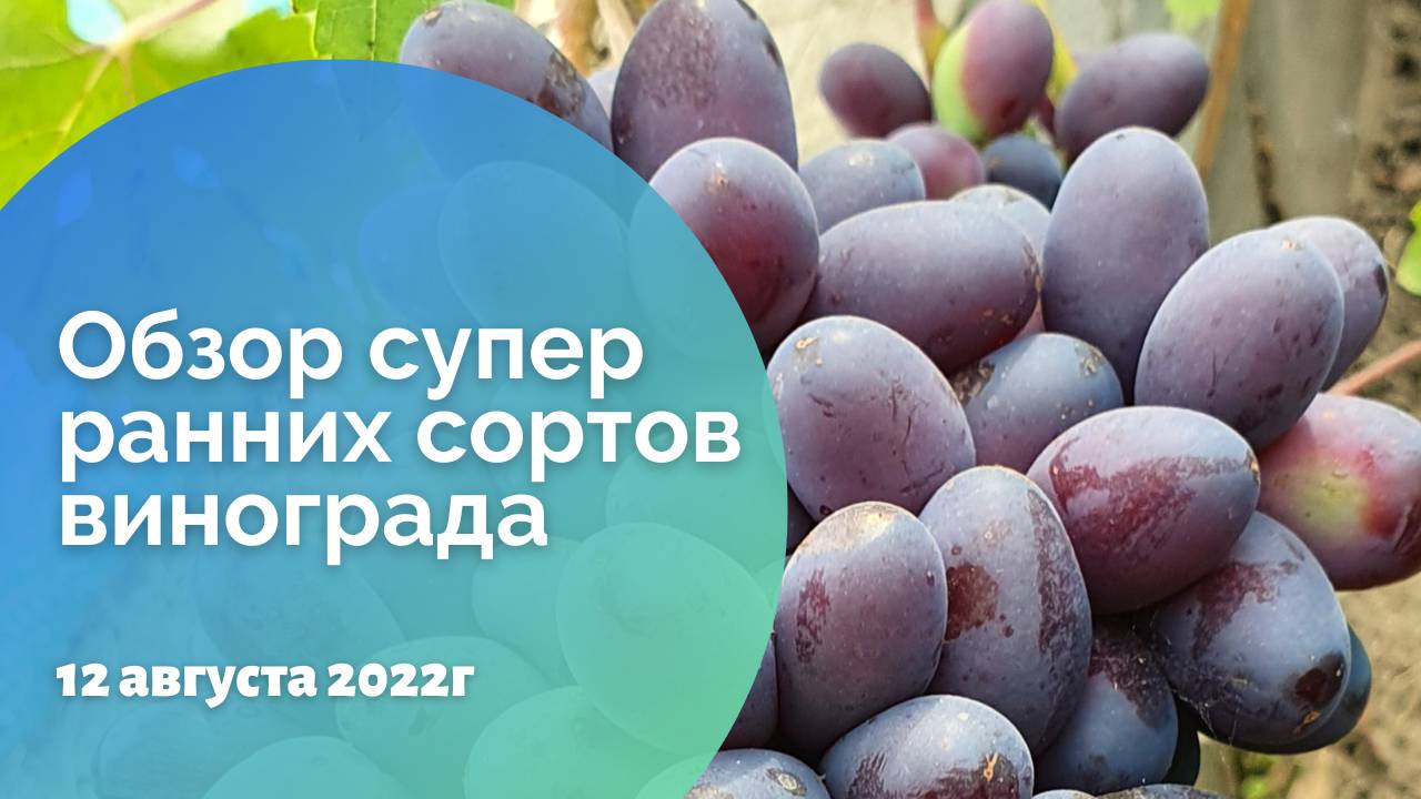 Обзор супер ранних сортов нашего виноградника 12.08.2022. Алтайский край, г. Новоалтайск