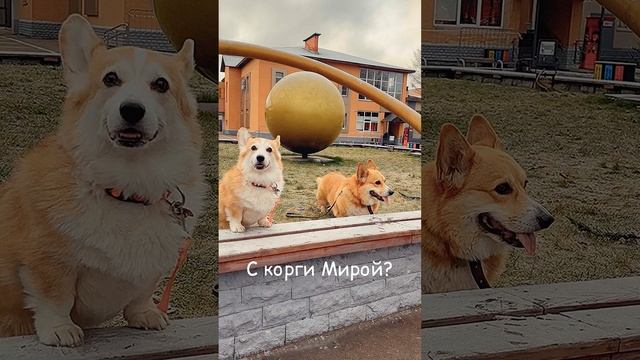 С кем же ждал встречу корги Бильбо на самом деле?