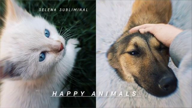 🐾 ВСЕ БРОДЯЧИЕ ЖИВОТНЫЕ ОБРЕЛИ ДОМ. ЗАЩИТА БЕЗДОМНЫХ ЖИВОТНЫХ 🐾 Саблиминал. Позитивные аффирмации