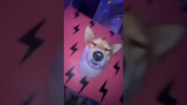 Собака на дискотеке