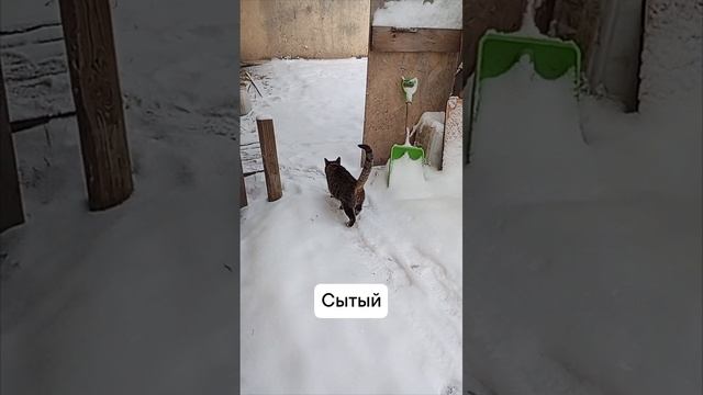 бездомный кот нашёл дом