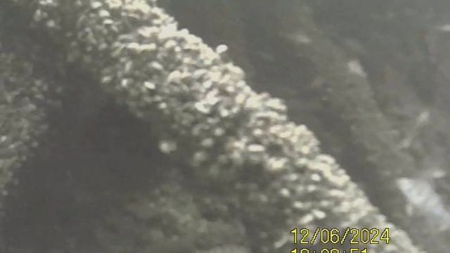1000034745.mp4Волга гл.4м.06.12.2024г.