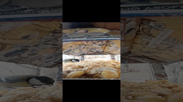 1000034669.mp4Жизнь кормушки.06.12.2024г.