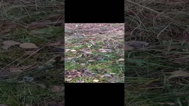 Грибы Маслята и Мокрухи.