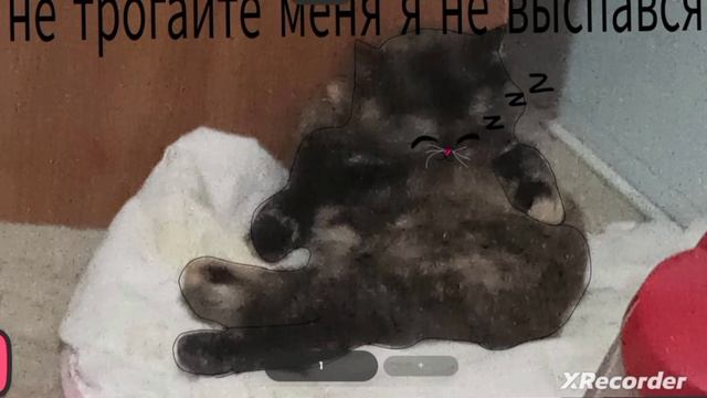 мем про мою кошку плюшу :3