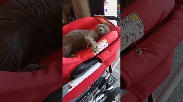 вот такой у нас КОТ