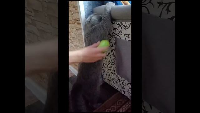 VID-20241107-WA0008.mp4