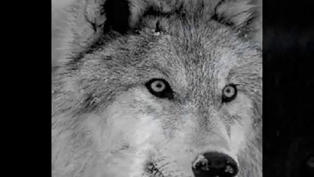 .: Immortal Wolves :.