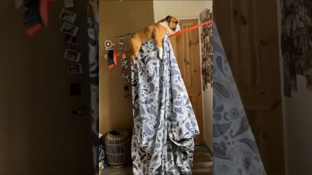 petal_20241206_113122.mp4