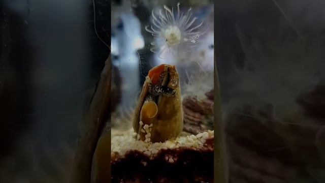 "Стромбус черноротый.