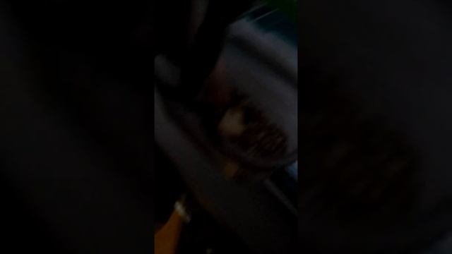 Мой пэт 😂#1 день 1.Ч.О.(там про попугая)