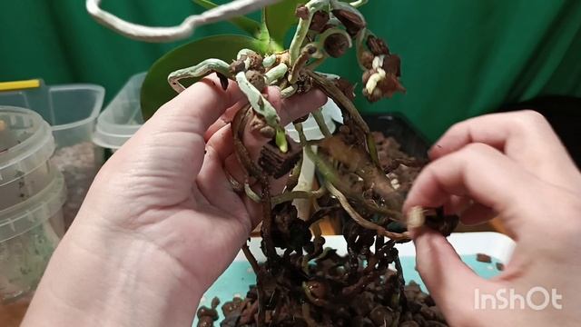 "Кракозябра" меня рассердила!