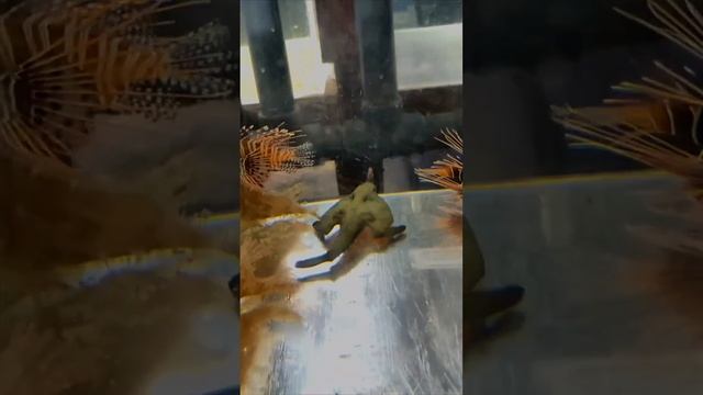 Нетопырь длиннорылый