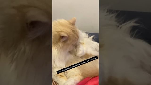 Кот наводит порядок!