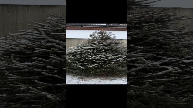 Ель