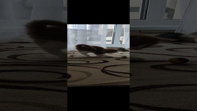 kote