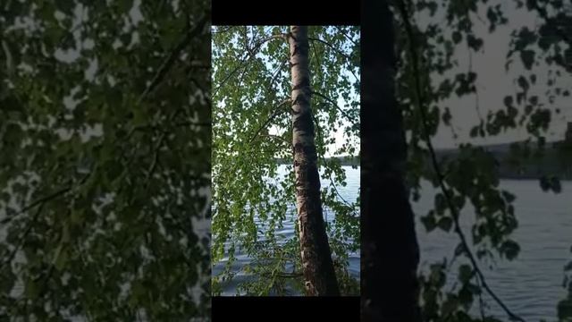 Русские березы.