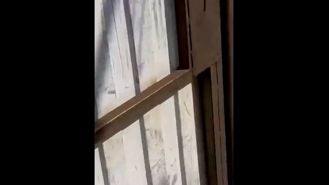 Кот Тарас нападает на соседских собак
