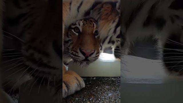 Что смотришь моё мороженое