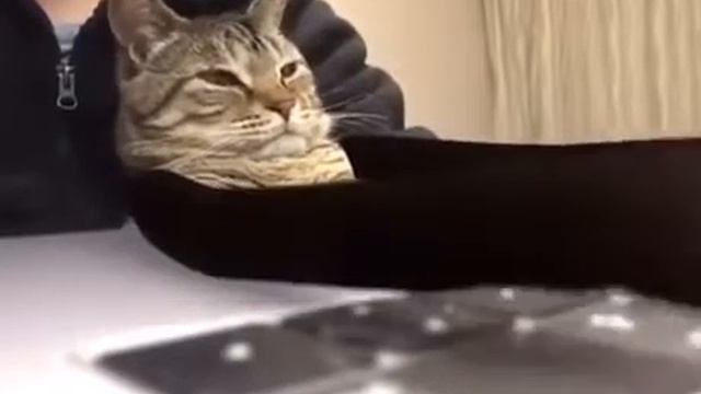 Кот-секретарь