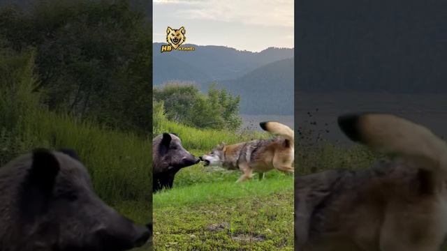VID_20241206_140530_761.mp4