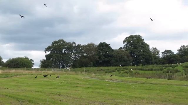 Red Kites Gigrin Farm