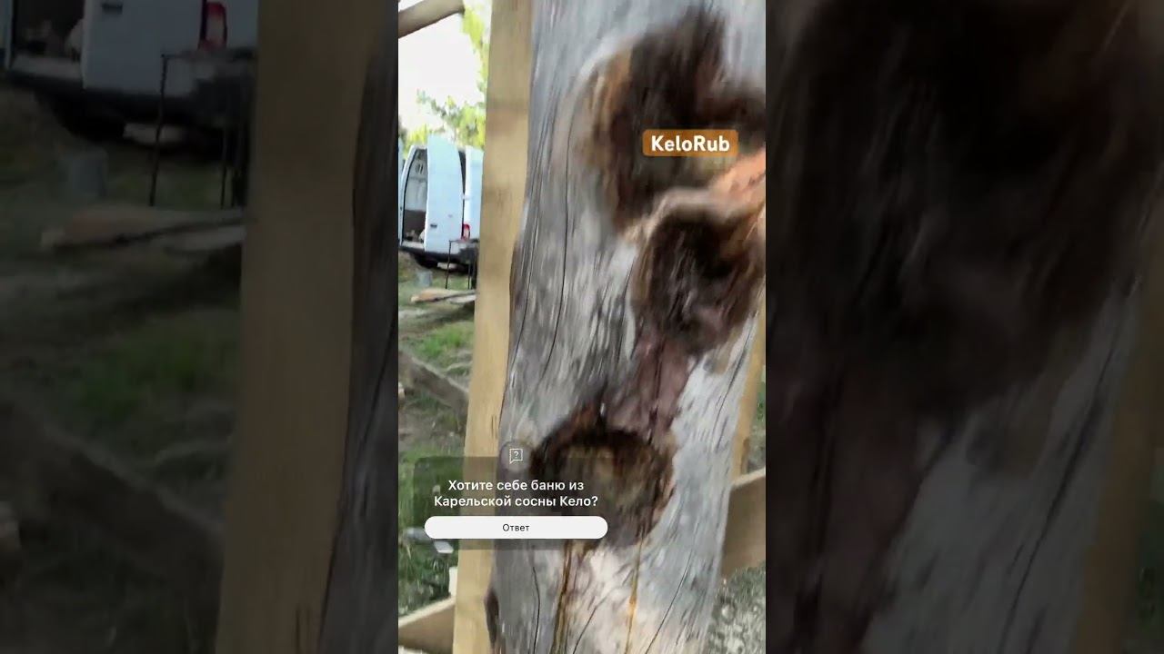 Баня по проекту “Салми” из Карельской сухостойной сосны Кело #кело #срубдома #баняизкело #сруббани