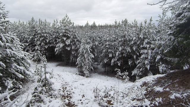 Заснеженный лес. ч.22. Ноябрь 2024