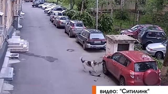 Собаки разорвали машину