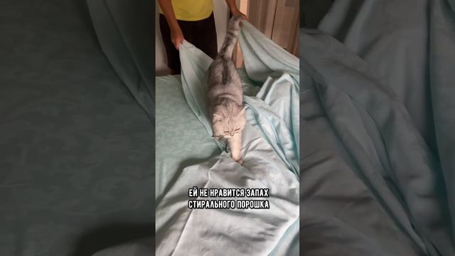 Почему кошка может перестать спать с тобой