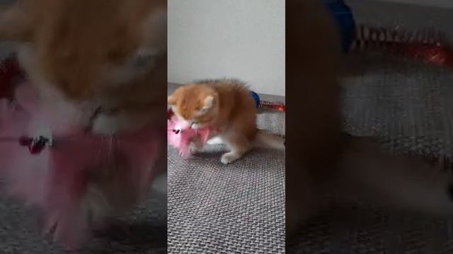 VID-20241206-WA0175.mp4