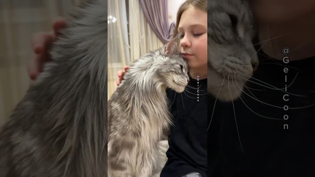 Милый Мейн-Кун💙