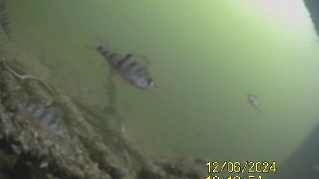 1000034751.mp4Волга гл.4м.06.12.2024г.