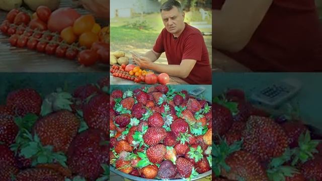 Прибавка урожая картофеля