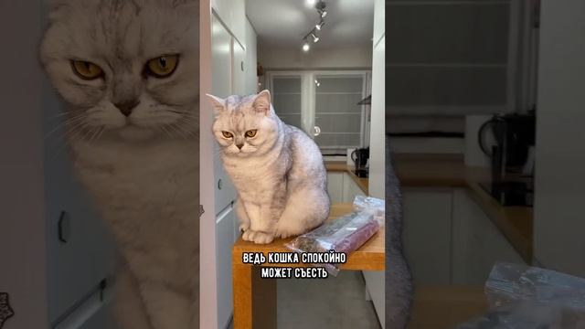 Может ли кошка проверить качество колбасы