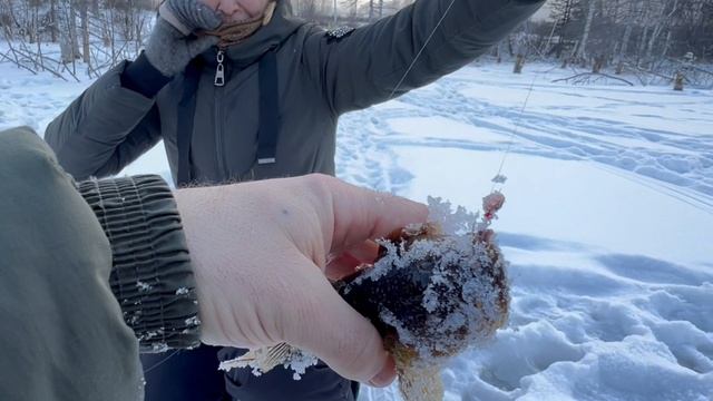 Увлекательная рыбалка на ротана!