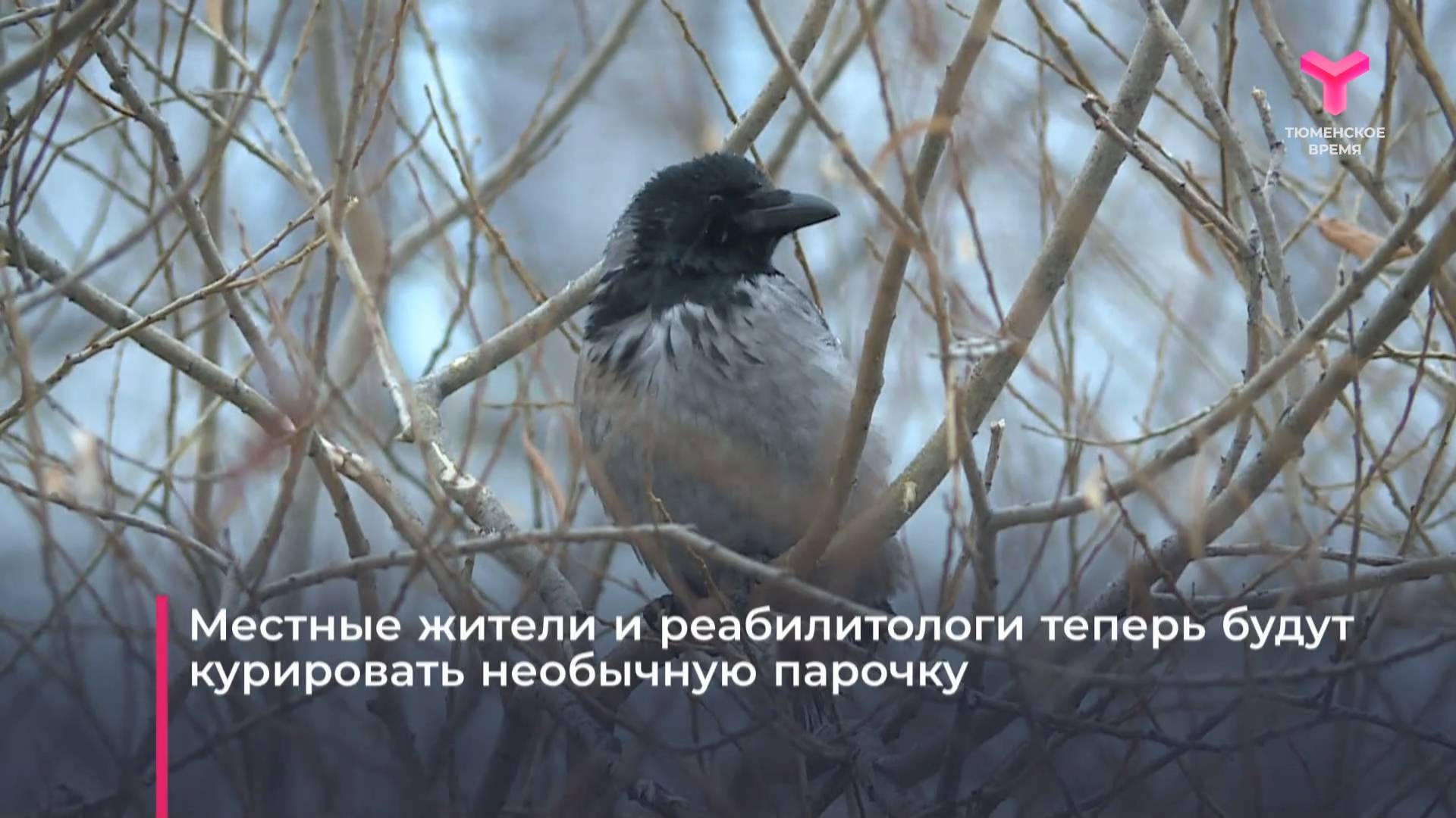 Необычную пару ворон заметили в Тюмени