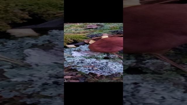 Ложные опята и рядовка красно-желтая. Грибы в лесу.