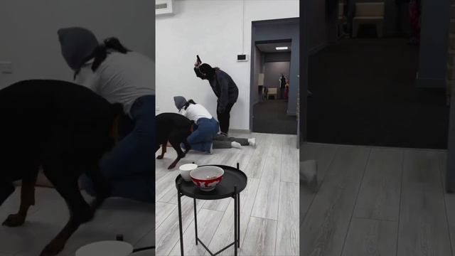 Собака лучший сторож