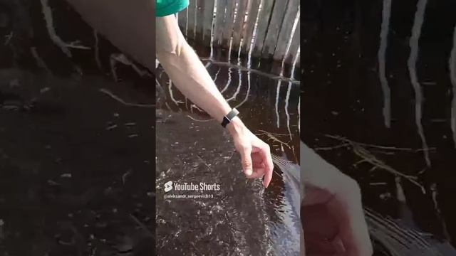 Вейдерсы рулят!