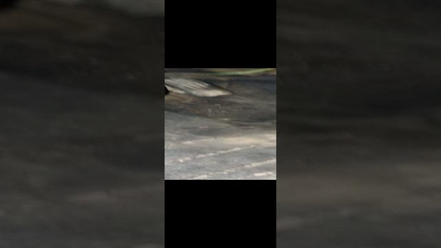 резистор ситроен с5