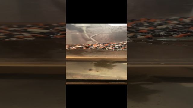 Красноухие черепахи