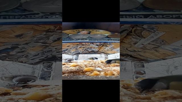 1000034784.mp4озвучивает телевизор.07.12.2024г.