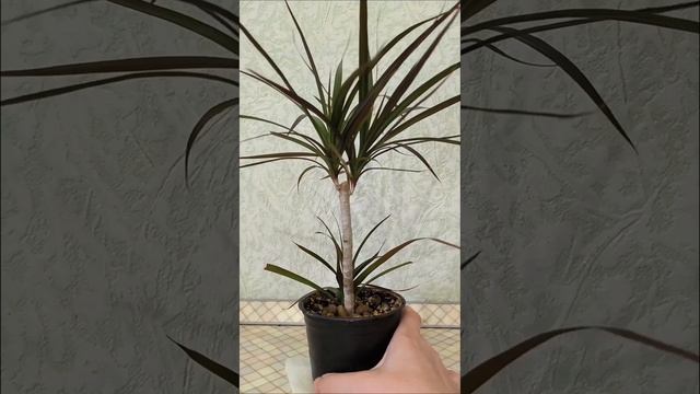 1000012504.mp4